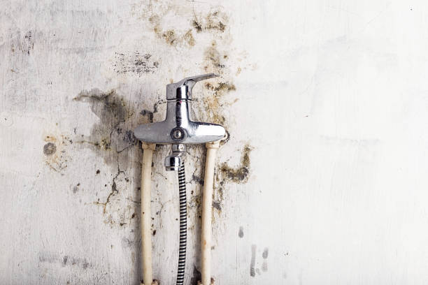 Trusted Keystone Heights, FL Mold Removal Experts